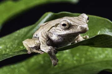 Borneo eared frog sitting on green leaf
