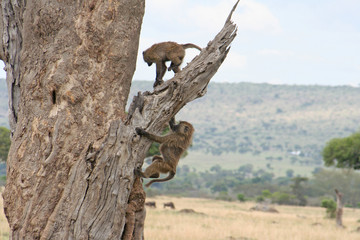 junge Paviane beim Klettern und H&uuml;pfen auf einem Baumstamm
