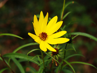 Helianthus salicifolius - willowleaf sunflower