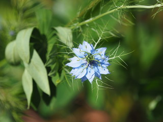Nigella, love in the mist