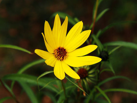 Helianthus salicifolius - willowleaf sunflower