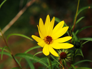 Helianthus salicifolius - willowleaf sunflower