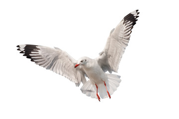 Seagull flying isolated on white background - clipping paths