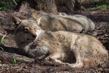 sleppy wolves