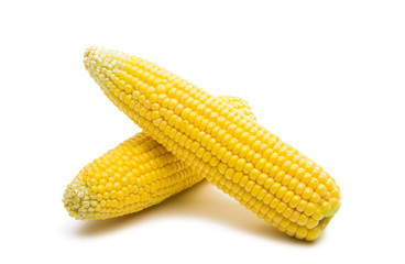 head of corn isolated