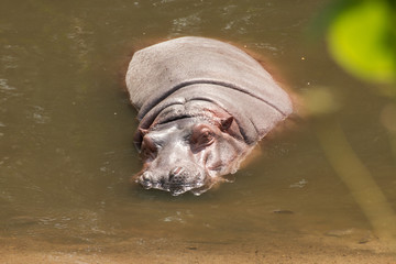 hippopotamus sleeping in the water