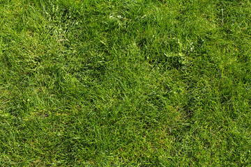 green grass background