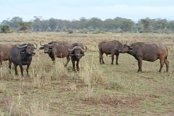 Herde von Büffel in der Savanne