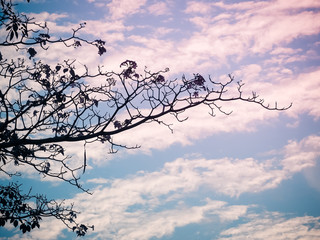 Abstract silhouette image, Leafless branches of tree against sky