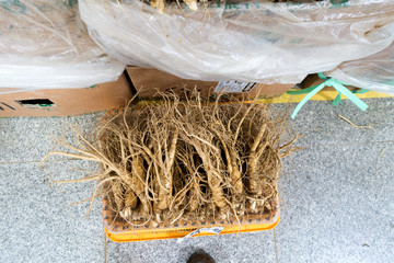 Ginseng Wurzeln auf dem Geumsan Ginseng Markt in Geumsan in  Korea