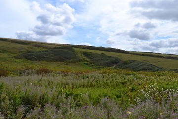 Fototapeta na wymiar Lavender Meadow