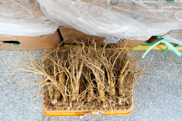 Ginseng Wurzeln auf dem Geumsan Ginseng Markt in Geumsan in  Korea