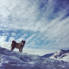 собака стоящая на вершине на фоне неба