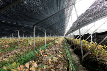 Anbau der Ginsengwurzel/ Ginseng in Korea