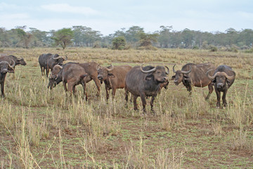 Fototapeta na wymiar Herde von Büffel in der Savanne