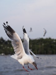Seagulls in mangrove forest reserve bangpoo Thailand