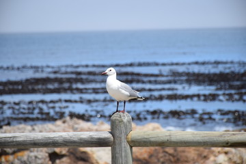 Dominikanerm&ouml;we (Larus dominicanus)