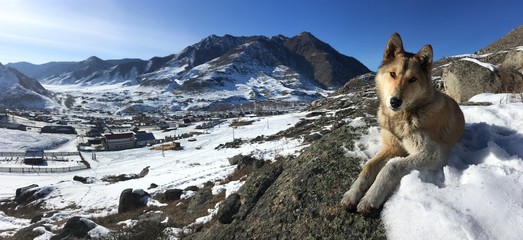 собакана вершине горы панорама