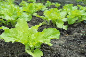 close-up of fresh salad vegetables in vegetable garden