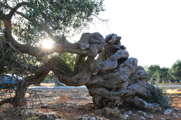 The Italian olive tree