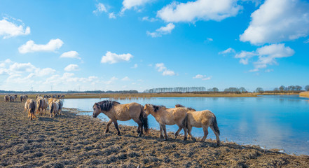 Feral horses in a field along a frozen lake in winter © Naj