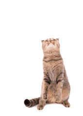 Fototapeta premium Cat looking upwards over white background