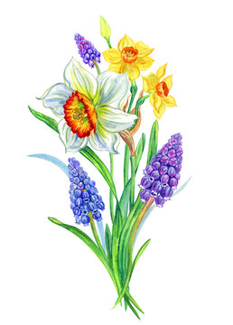 Bouquet of daffodils and muscari, hand drawing. Bouquet of spring flowers, watercolor illustration on white background, isolated with clipping path.