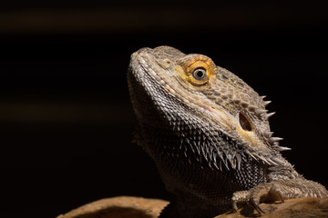 A male bearded dragon isolated against a dark background