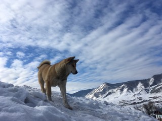 собака на заснеженном склоне горы на фоне неба