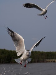 Seagulls in mangrove forest reserve bangpoo Thailand