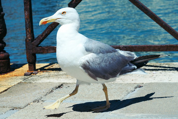 VENICE, ITALY. Colorful houses on Burano island, Venice Italy.