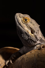 A male bearded dragon isolated against a dark background