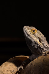 A male bearded dragon isolated against a dark background