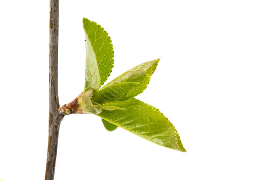 green young leaves on a branch isolated
