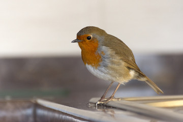 A small wild Robin coloe up portrait