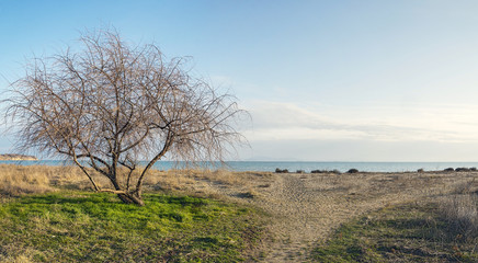 Fototapeta na wymiar Lonely tree on the autumn beach