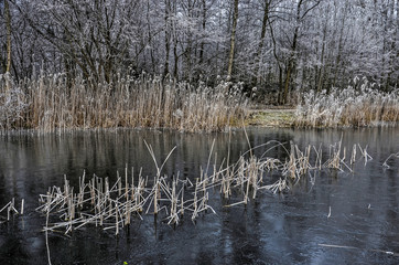 Dark ice on lake Tenellaplas near Oostvoorne, The Netherlands, with reeds, trees and other vegetation covered with frost