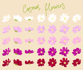 vector set of cosmos flowers