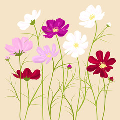 vector floral background -  cosmos flowers