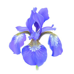 Iris flower, blue. Iris sibirica.
Hand drawn vector illustration in realistic style, on white background. - 194153598