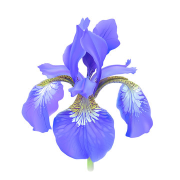 Iris flower, blue. Iris sibirica.
Hand drawn vector illustration in realistic style, on white background.