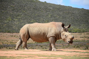 Naklejka premium Breitmaulnashorn