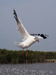 Seagulls in mangrove forest reserve bangpoo Thailand
