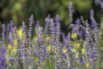Naklejka premium Lavender Field