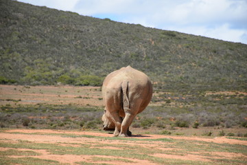 Breitmaulnashorn von Hinten