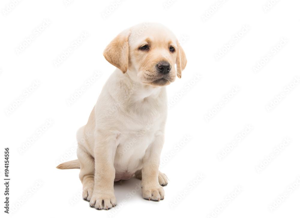 Poster puppy labrador isolated