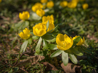 Obraz premium A group of Eranthis hyemalis in early spring