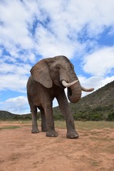 Fototapeta na wymiar Elefant von vorn mit Himmel, Froschperspektive