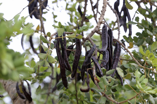 Johannisbrotbaum  (Ceratonia siliqua), Früchte am Baum