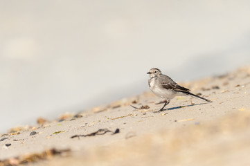 A young wagtail on a sandy beach